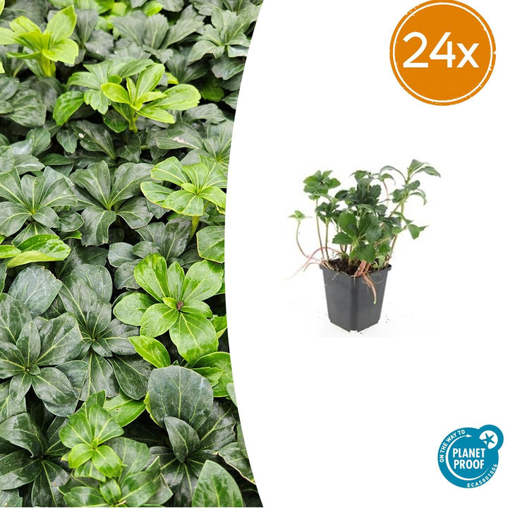 24x Pachysandra term. &