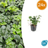 24x Pachysandra term. 'Green Sheen'