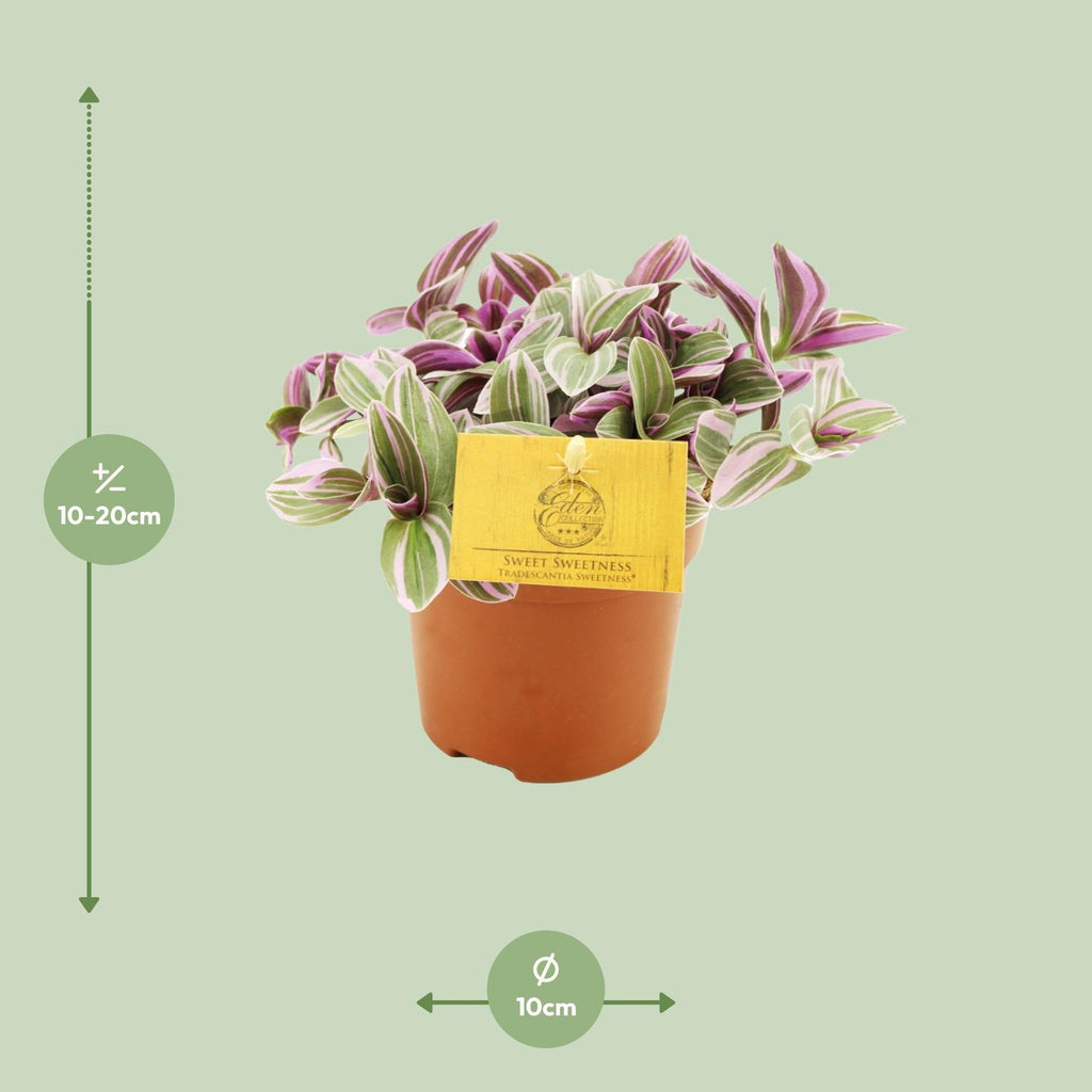 Detailfoto van Tradescantia Sweetness