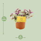 Detailfoto van Tradescantia Sweetness