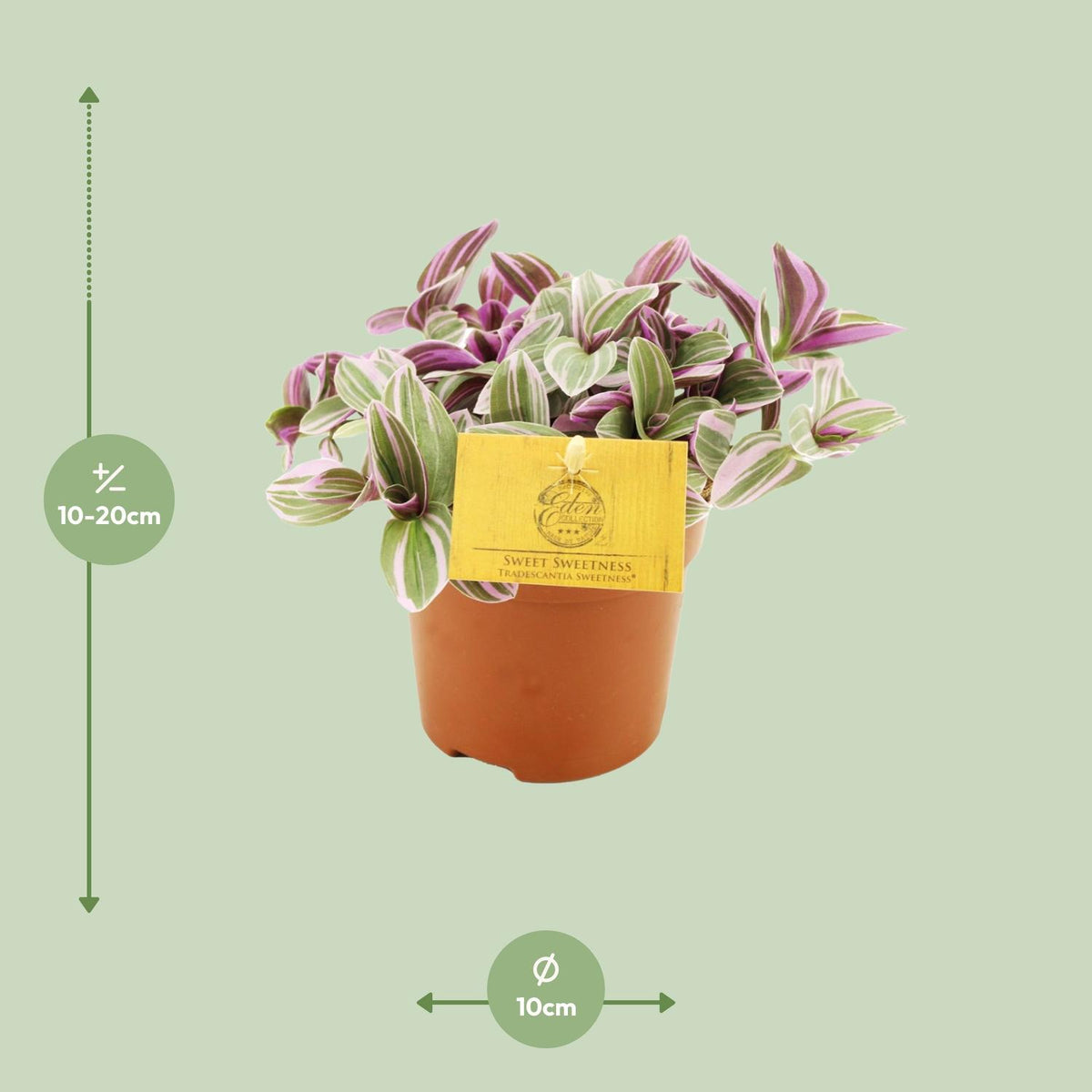 Detailfoto van Tradescantia Sweetness
