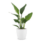 Strelitzia Reginea - Paradijsvogelbloem met witte pot, detail van het blad