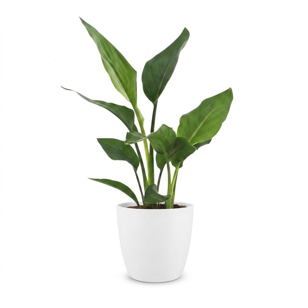 Strelitzia Reginea - Paradijsvogelbloem met witte pot, detail van het blad