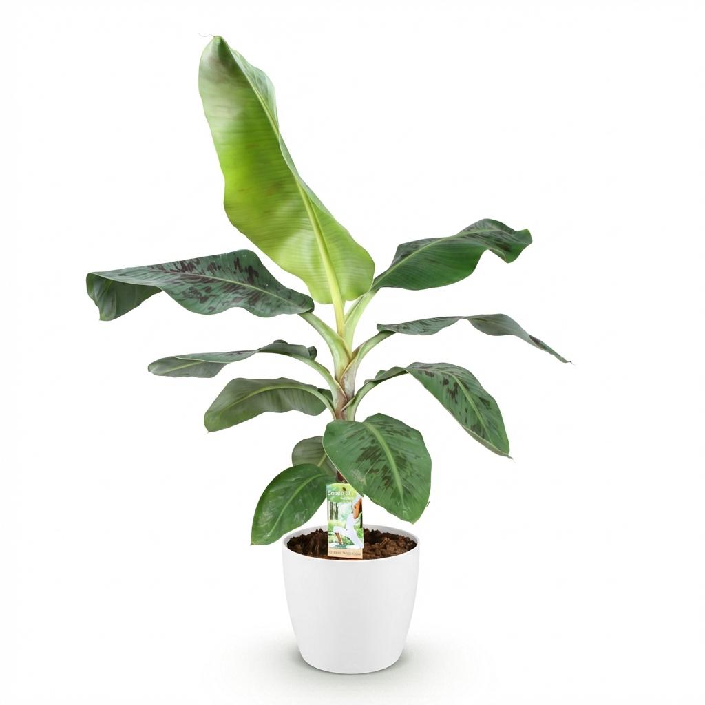 Musa acuminata Dwarf Cavendisch, kenmerkend blad