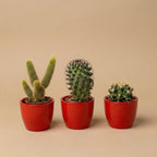 Cactussenset, 3 levende cactussen in rode mini-potjes, kenmerkend blad