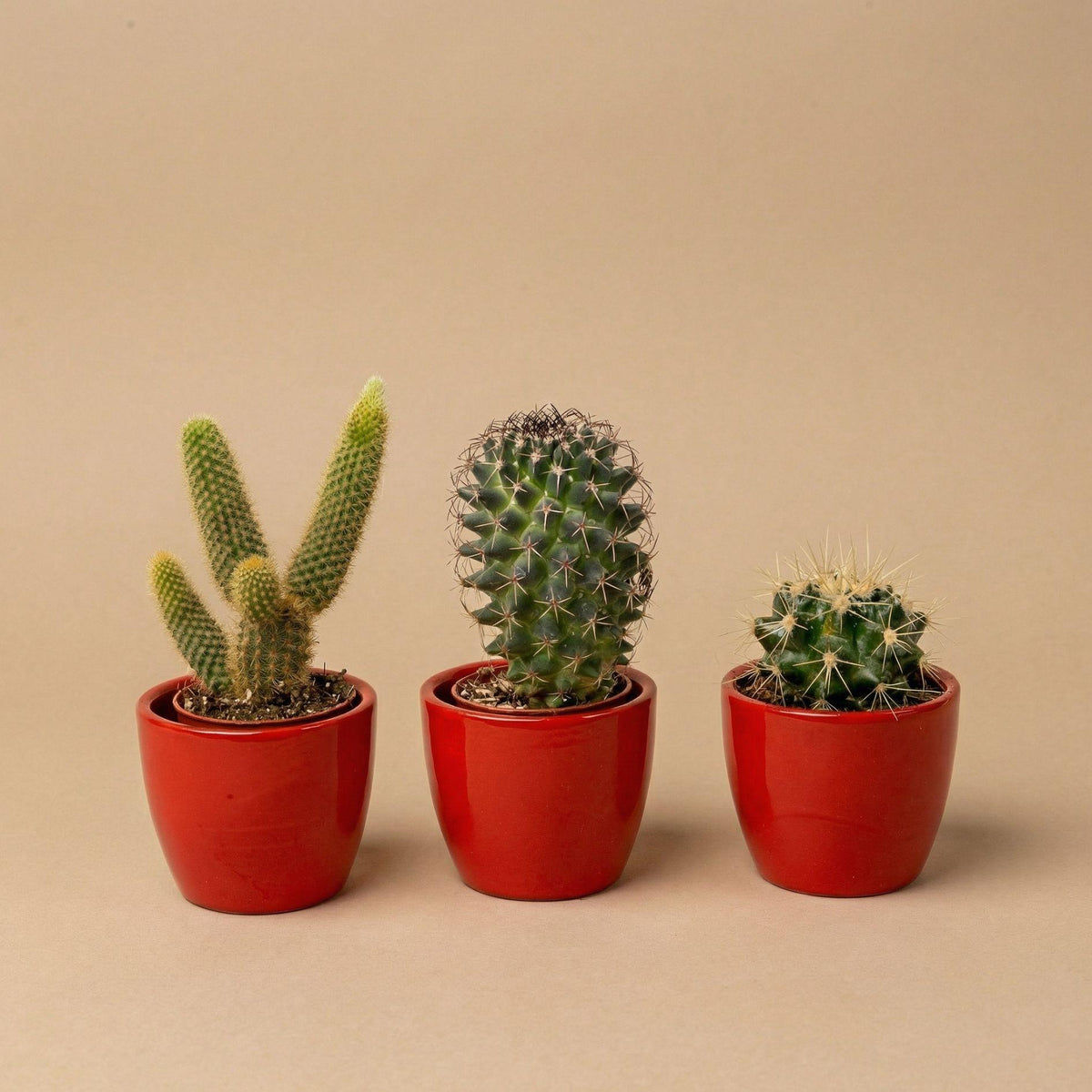 Cactussenset, 3 levende cactussen in rode mini-potjes, kenmerkend blad