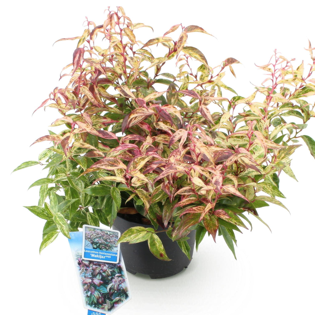 Leucothoe Makijaz, groene bladeren
