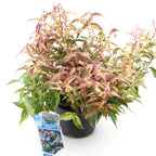 Leucothoe Makijaz, groene bladeren