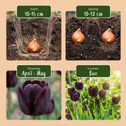 Zwarte tulp &
