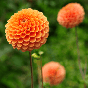 Dahlia &