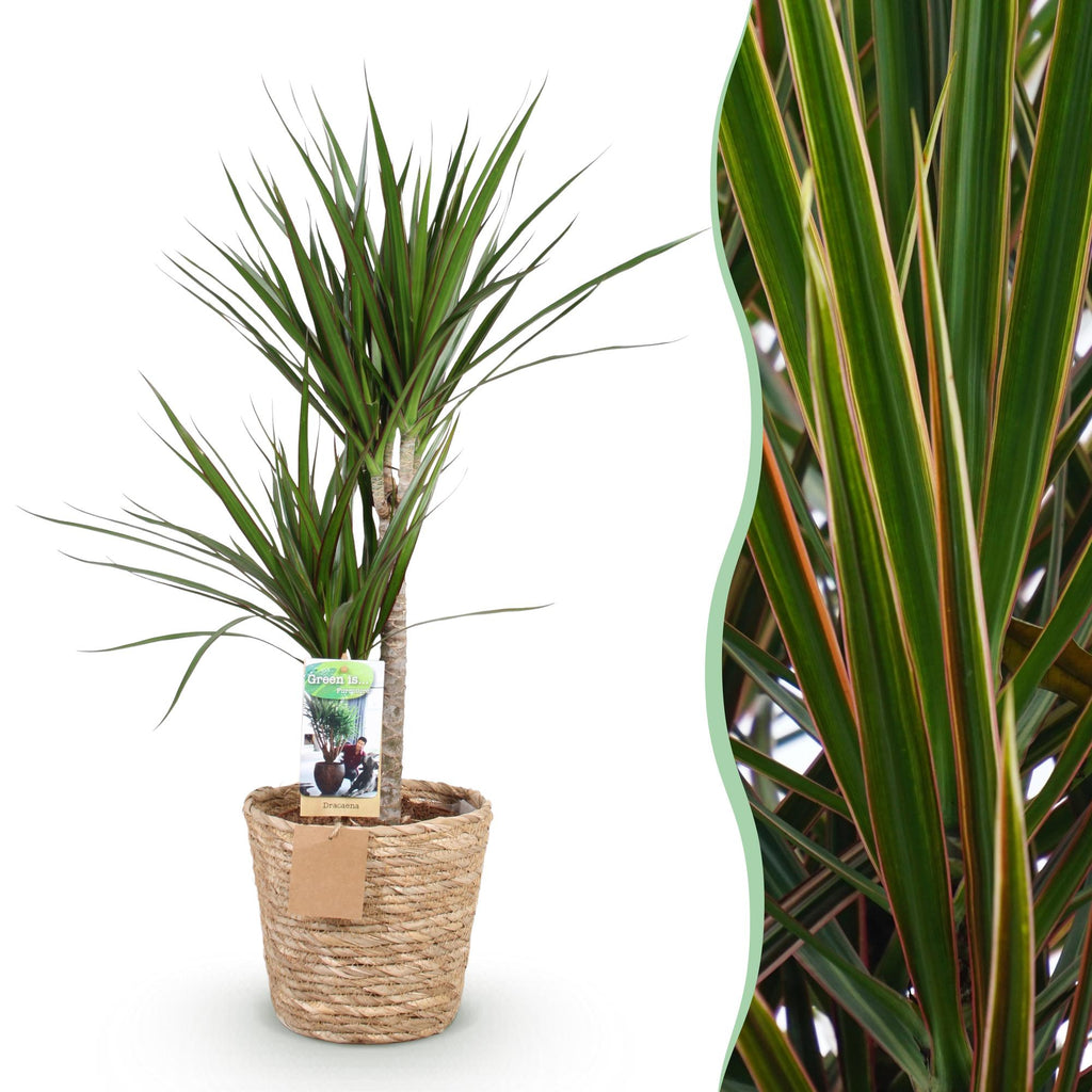 Dracaena Marginata, detail van het blad