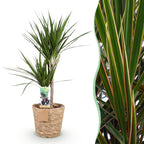 Dracaena Marginata, detail van het blad