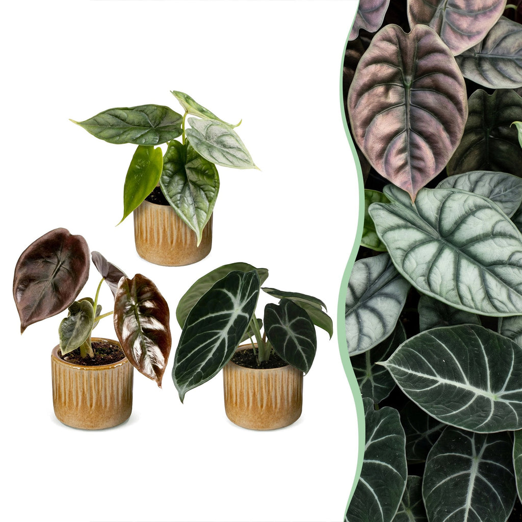 3x Baby Alocasia Tricolour