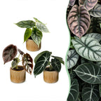 3x Baby Alocasia Tricolour