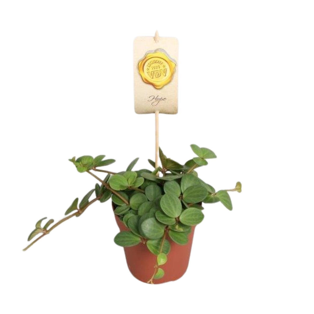 Productfoto van Peperomia Hope