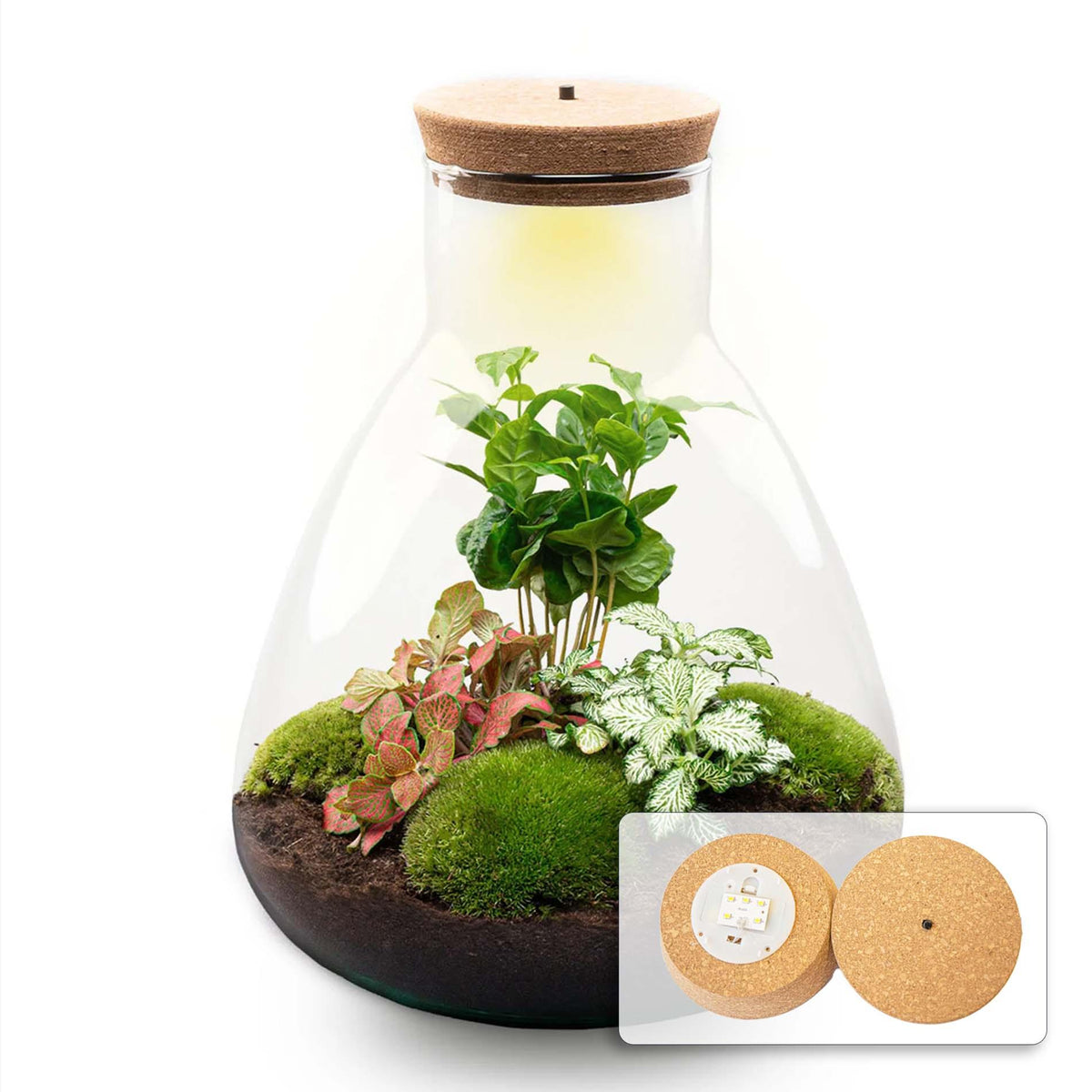 Productafbeelding van Pureplant