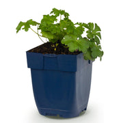 Geranium cant. Cambridge - Ooievaarsbek - Bodembedekkend - Licht Roze