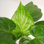 Detailfoto van Alocasia Cucullata