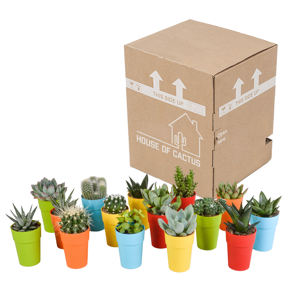 Detailfoto van Cactus en vetplanten mix in gekleurde plastic pot, 15 stuks