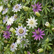 Passiebloem tricolour mix, driekleurig