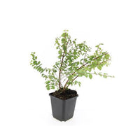 Symphoricarpos ch. &