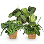 Maranta Silverband, Lemon Lime, Kerchoveana, met mand, groeiwijze van de plant