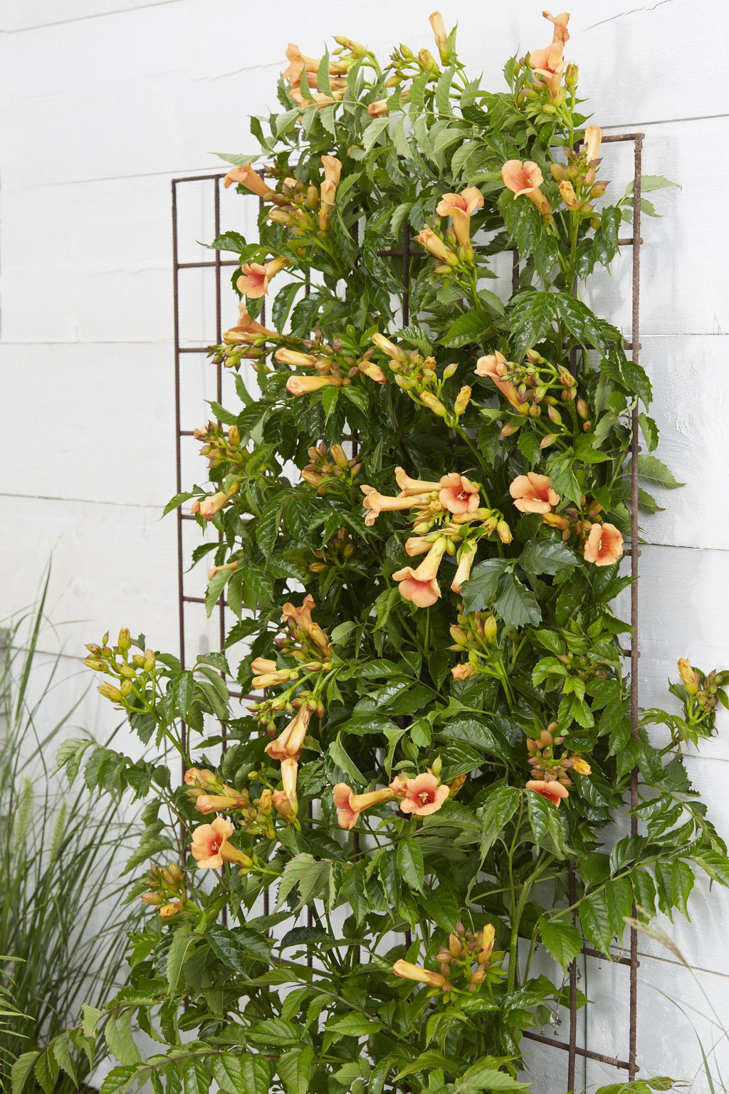 Detailfoto van Campsis Indian Summer - Trompetbloem Oranje