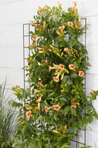 Detailfoto van Campsis Indian Summer - Trompetbloem Oranje