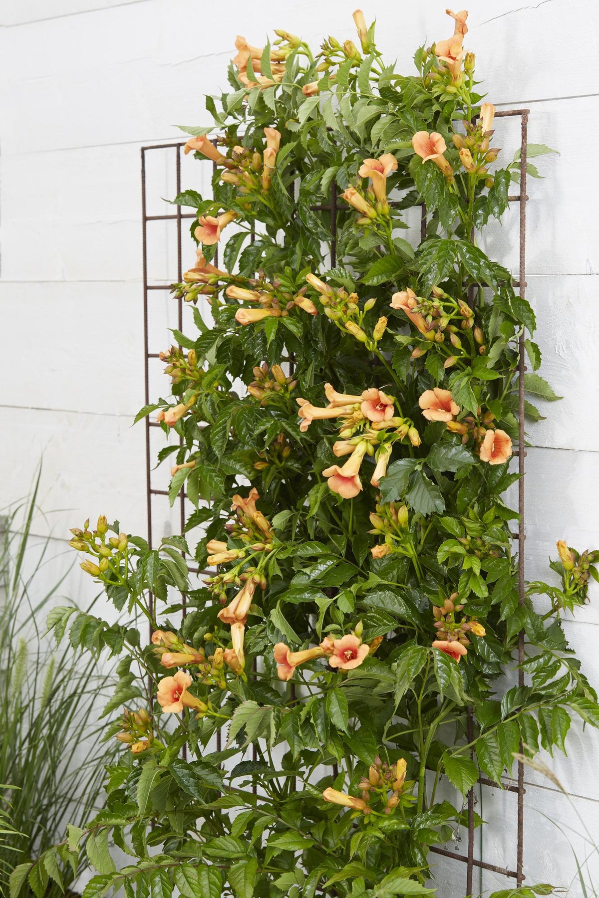 Detailfoto van Campsis Indian Summer - Trompetbloem Oranje