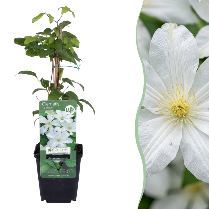 Clematis &