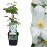 Clematis 'Huldine' - witte bosrank - set van 4 - Ø9 cm