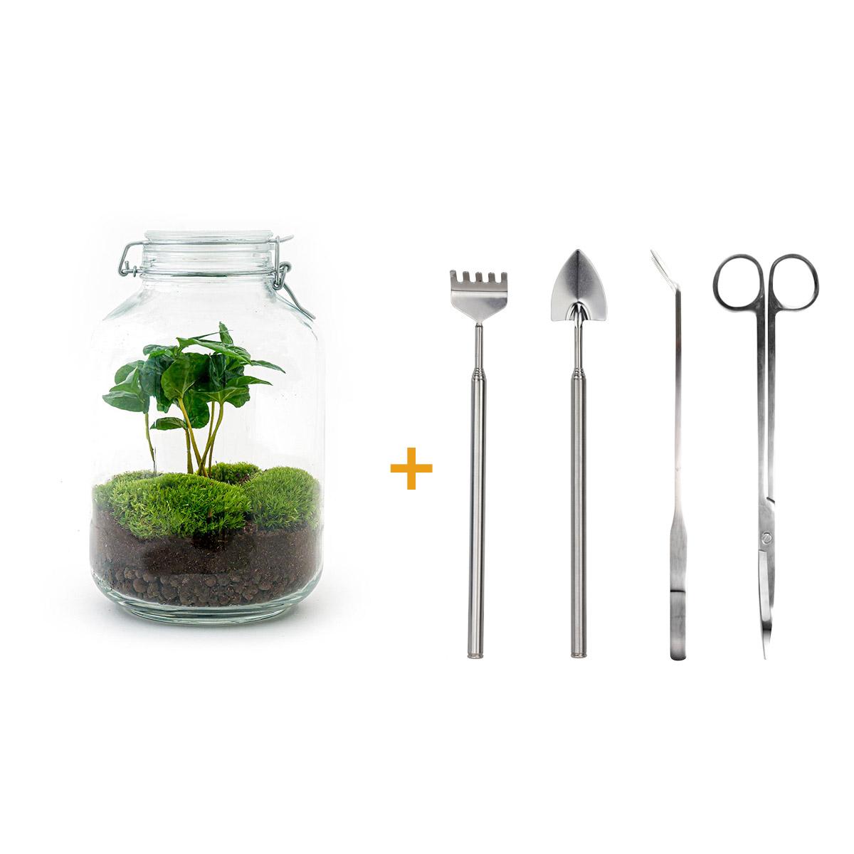 Detailfoto van DIY terrarium Jar met Coffea arabica, compleet gereedschap