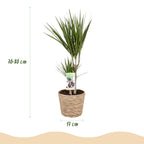 Dracaena Marginata met mand, kenmerkend blad