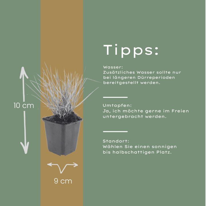 Sesleria autumnalis