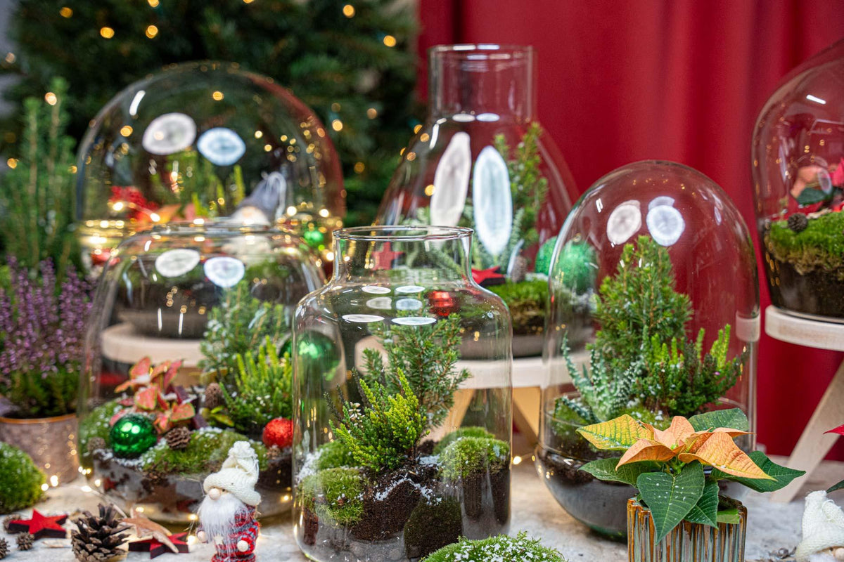 Detailfoto van Tinsel kerstterrarium, planten terrarium DIY kit
