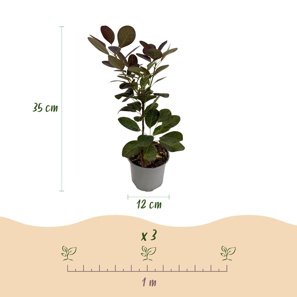 Cotinus coggyria Royal Purple, compacte plant