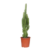 Euphorbia Trigona