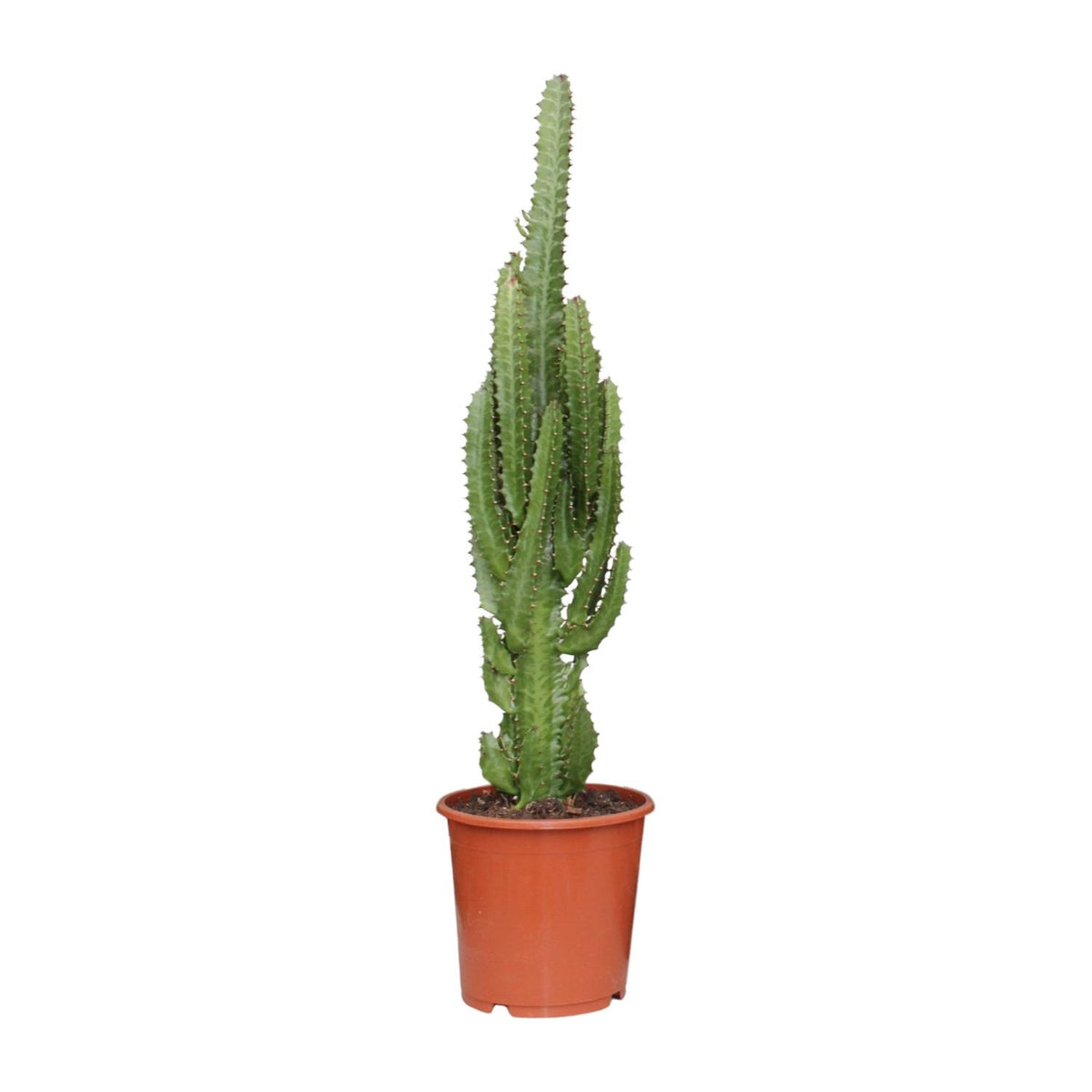 Euphorbia Trigona, plant in pot