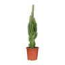 Euphorbia Trigona