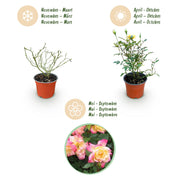 3x Rosa Tricolor Fairy