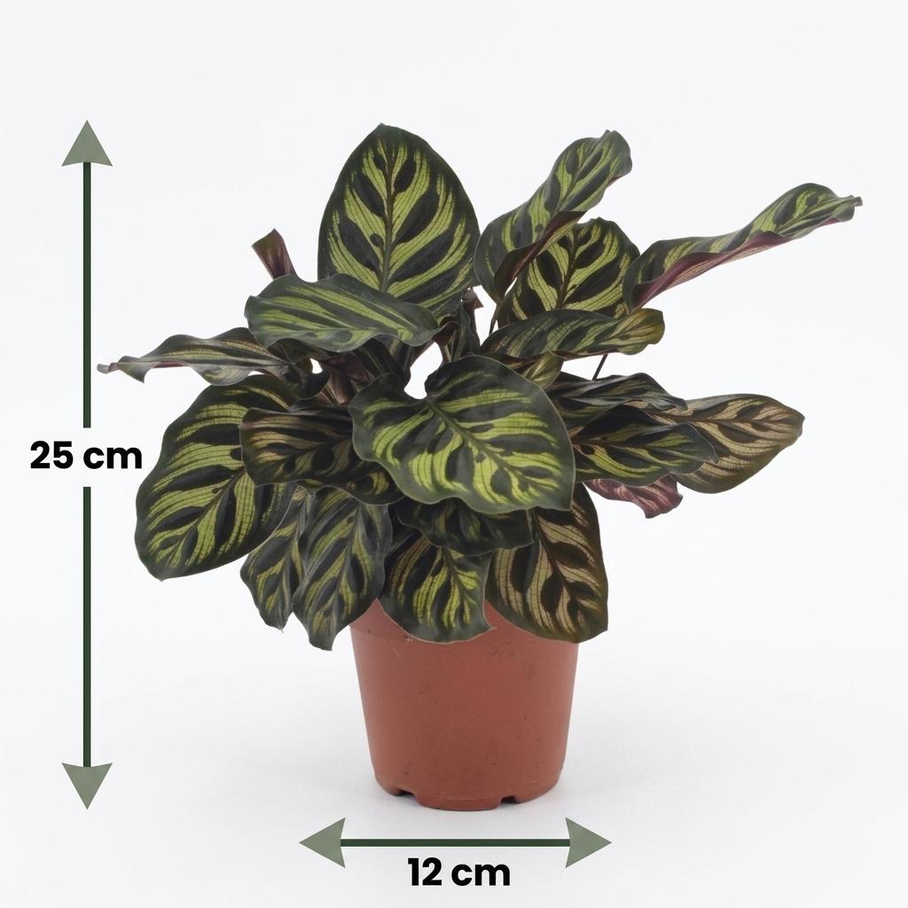 Calathea Makoyana - Pauwenplant, groeiwijze van de plant
