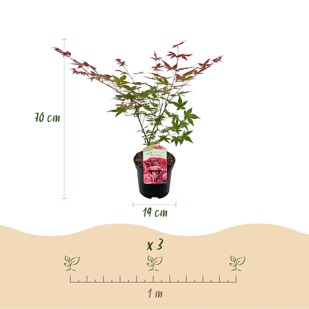 Japanse esdoorn Acer palmatum Beni Maiko, groene bladeren