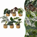 6x Baby Alocasia Familie