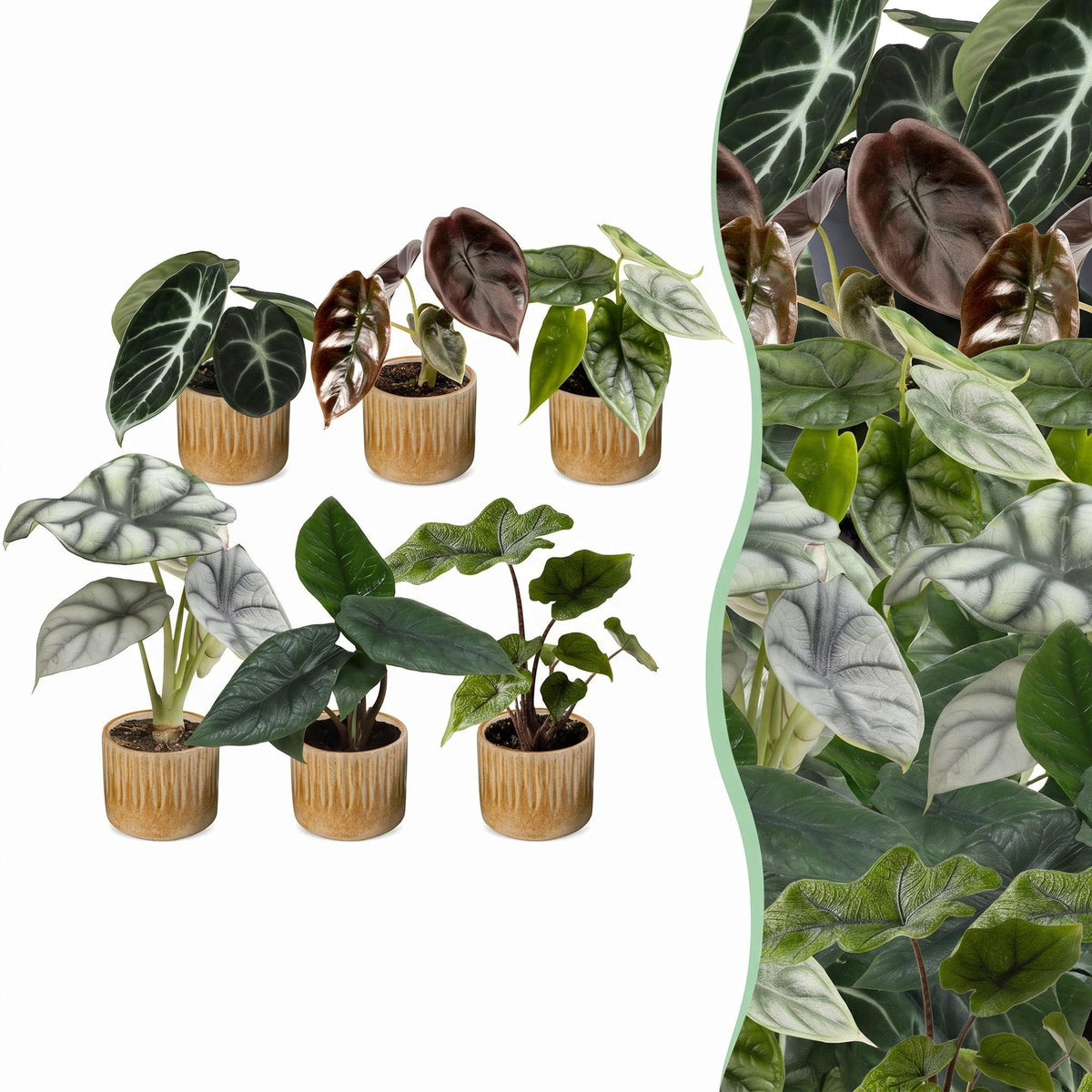 6x Baby Alocasia Familie