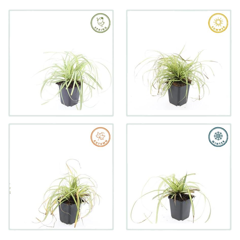 Carex oshim. 'Evergold', groene bladeren