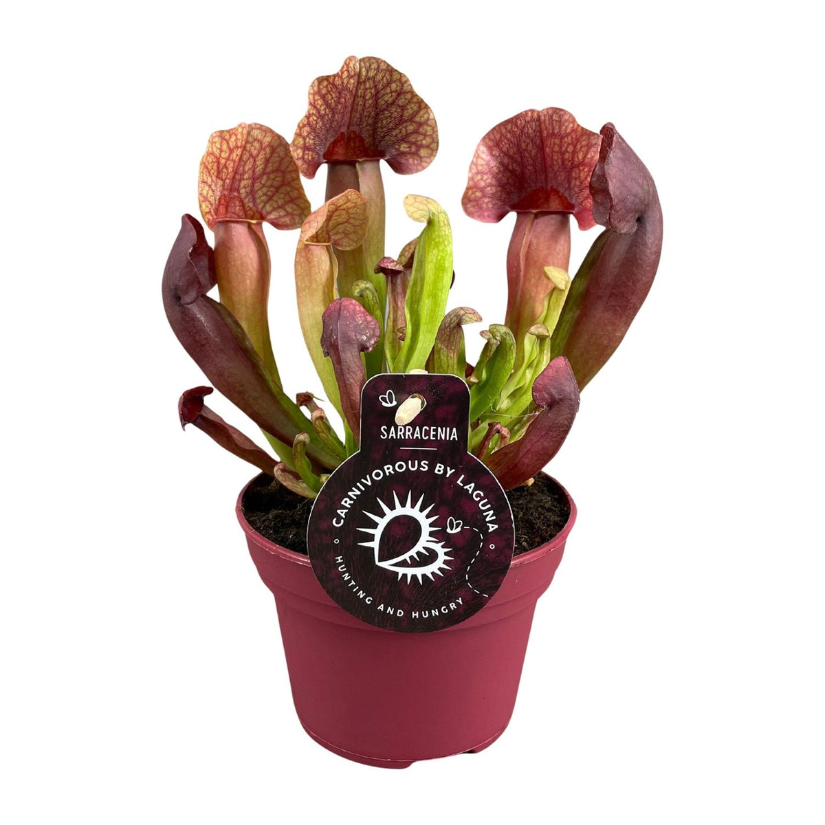 Productfoto van Sarracenia Catesbaei