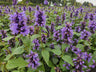 24x Agastache 'Blue Fortune'