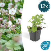 12x Geranium cant. &