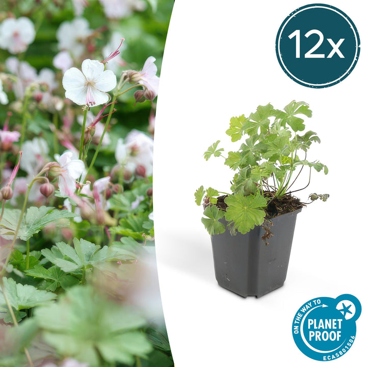 12x Geranium cant. &