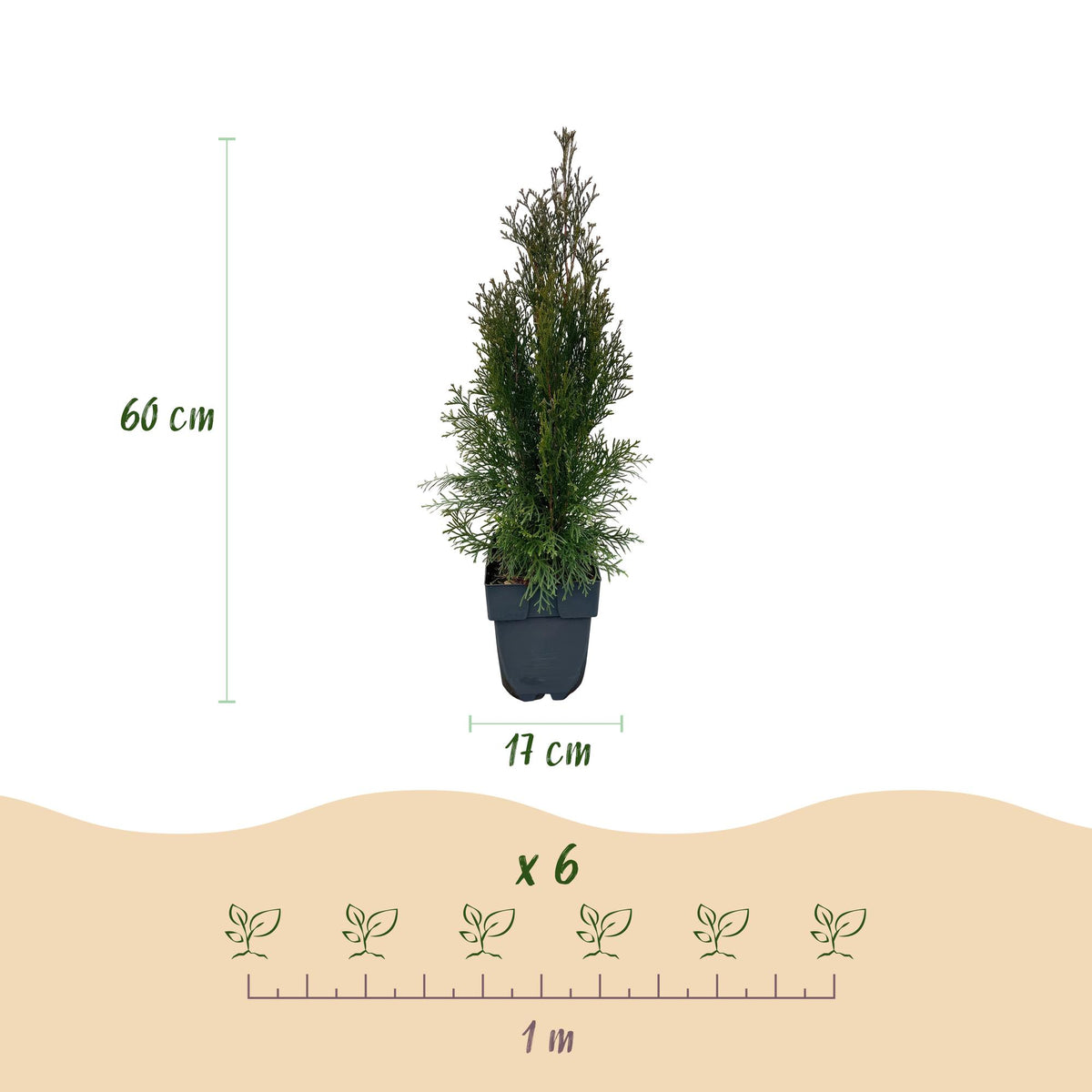 Thuja occidentalis Smaragd, detail van het blad
